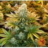 BANANA PUNCH · Barneys Farm · sementes de maconha · Fem
