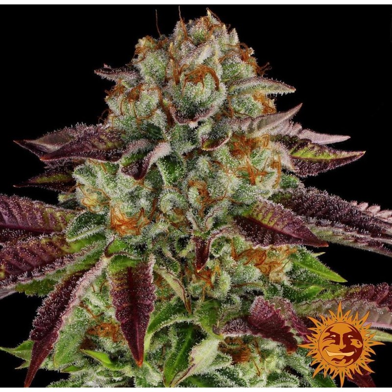 BISCOTTI MINTZ · Barneys Farm · cannabis samen · Fem