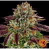 BISCOTTI MINTZ · Barneys Farm · cannabis seeds · Fem