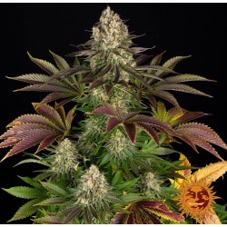 BISCOTTI· Barneys Farm · semi di canapa · Fem
