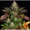 BISCOTTI · Barneys Farm · kaufen cannabis samen · Fem