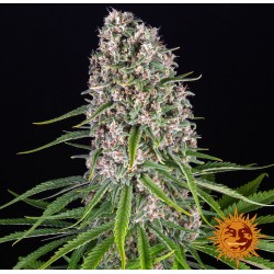 BLUE CHEESE · Barneys Farm · cannabis seeds · Fem
