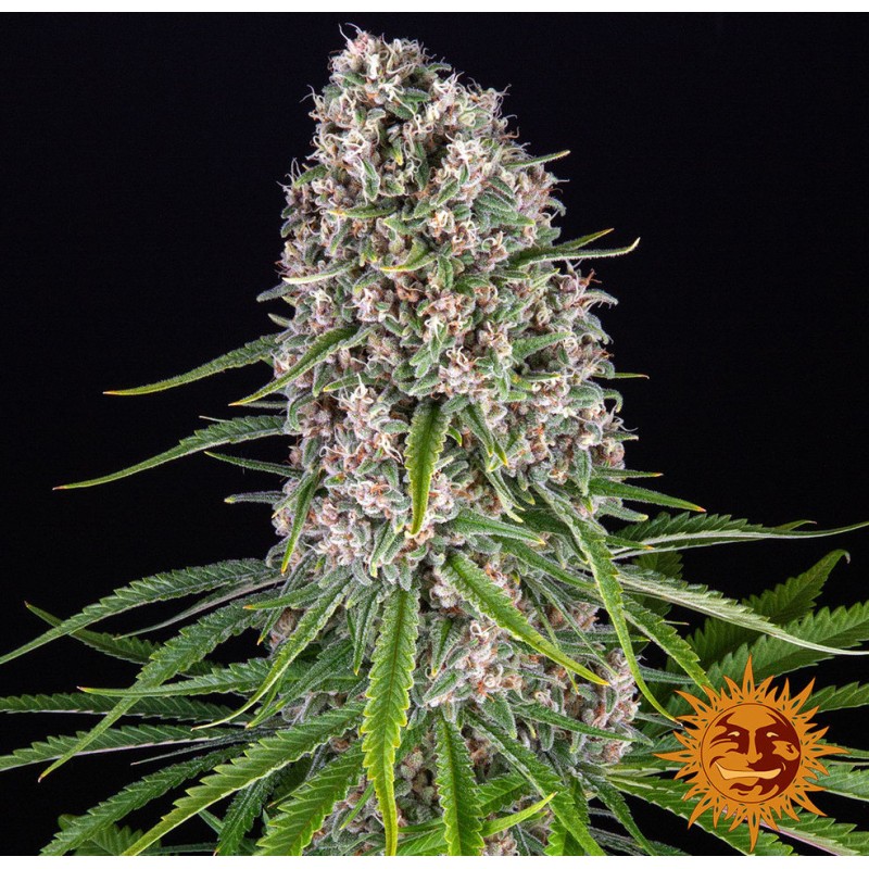 BLUE CHEESE · Barneys Farm · semi di canapa · Fem