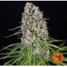 BLUE CHEESE · Barneys Farm · semi di canapa · Fem