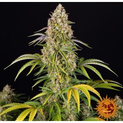 CRITICAL KUSH AUTO · Barneys Farm · cannabis seeds · AutoFem
