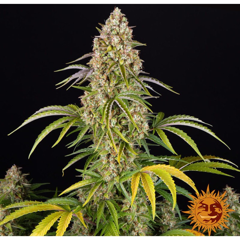 CRITICAL KUSH AUTO · Barneys Farm · cannabis seeds · AutoFem