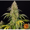 CRITICAL KUSH AUTO · Barneys Farm · semi di canapa  · AutoFem