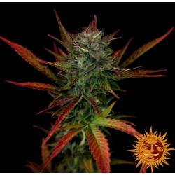 GLUE GELATO AUTO · Barneys Farm · cannabis seeds ·  AutoFem