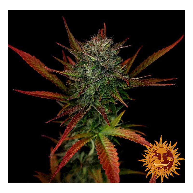 GLUE GELATO AUTO · Barneys Farm · cannabis seeds ·  AutoFem