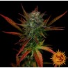GLUE GELATO AUTO · Barneys Farm · semi di canapa · AutoFem