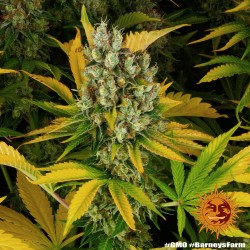 GMO · Barneys Farm · kaufen cannabis samen · Fem