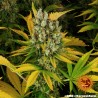 GMO · Barneys Farm · kaufen cannabis samen · Fem