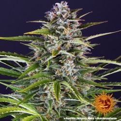 GORILLA ZKITTLEZ AUTO ·...