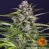 GORILLA ZKITTLEZ AUTO · Barneys Farm · semi di canapa · AutoFem