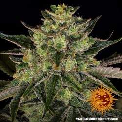 GORILLA ZKITTLEZ · Barneys Farm · semi di canapa  · Fem