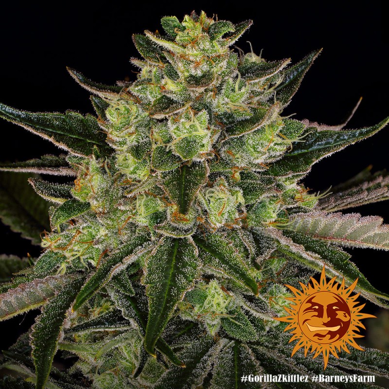 GORILLA ZKITTLEZ · Barneys Farm · sementes de maconha · Fem