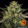 GORILLA ZKITTLEZ · Barneys Farm · kaufen cannabis samen  · Fem