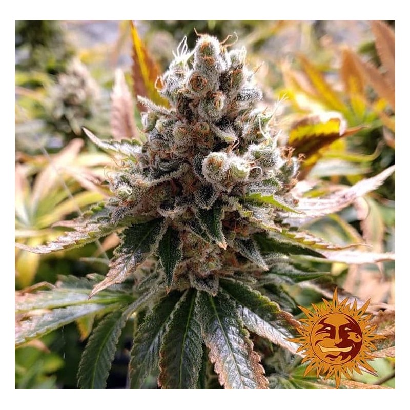 LAUGHING BUDDHA · Barneys Farm · sementes de maconha · Fem