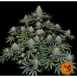 LEMON DRIZZLE · Barneys Farm  · sementes de maconha · Fem