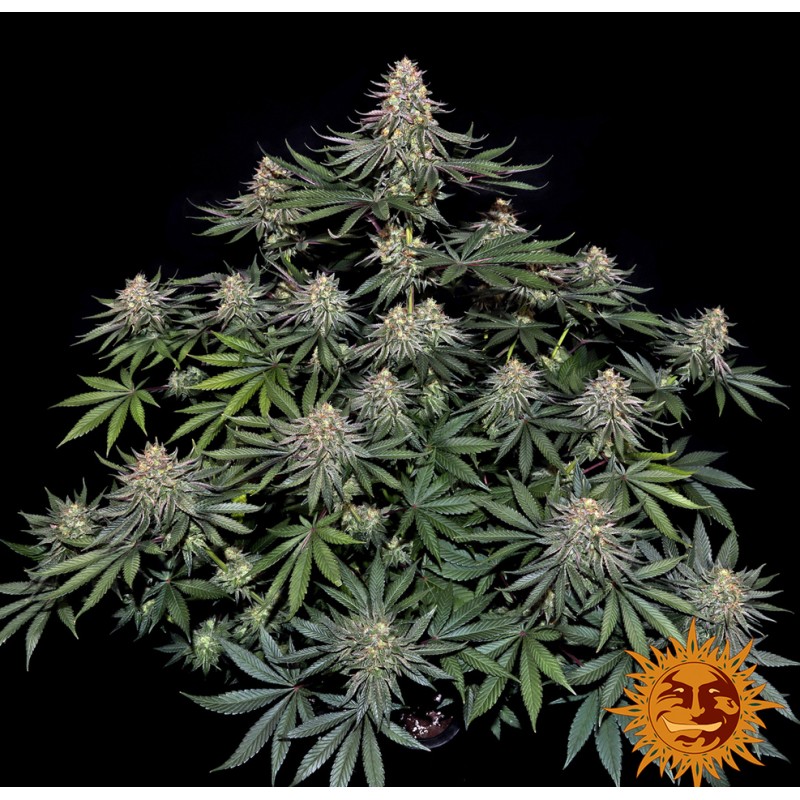LEMON DRIZZLE · Barneys Farm  · kenevir tohum · Disi · Fem