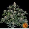 Blue Gelato 41 | Barneys Farm | Cannabis Shop