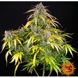 LSD AUTO· Barneys Farm · cannabis seeds ·  AutoFem