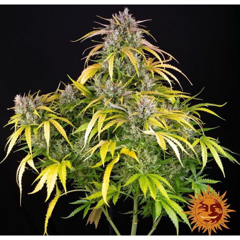 LSD AUTO · Barneys Farm · semi di canapa · AutoFem