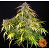 LSD AUTO· Barneys Farm · cannabis seeds ·  AutoFem