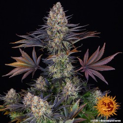 LSD Feminisierte Samen | Barney's Farm | Psychedelische Reise
