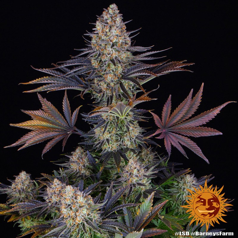 LSD Feminisierte Samen | Barney's Farm | Psychedelische Reise