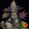 LSD · Barneys Farm · kenevir tohum · Disi · Fem