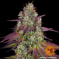 MIMOSA EVO · Barneys Farm  · kaufen cannabis samen · Fem