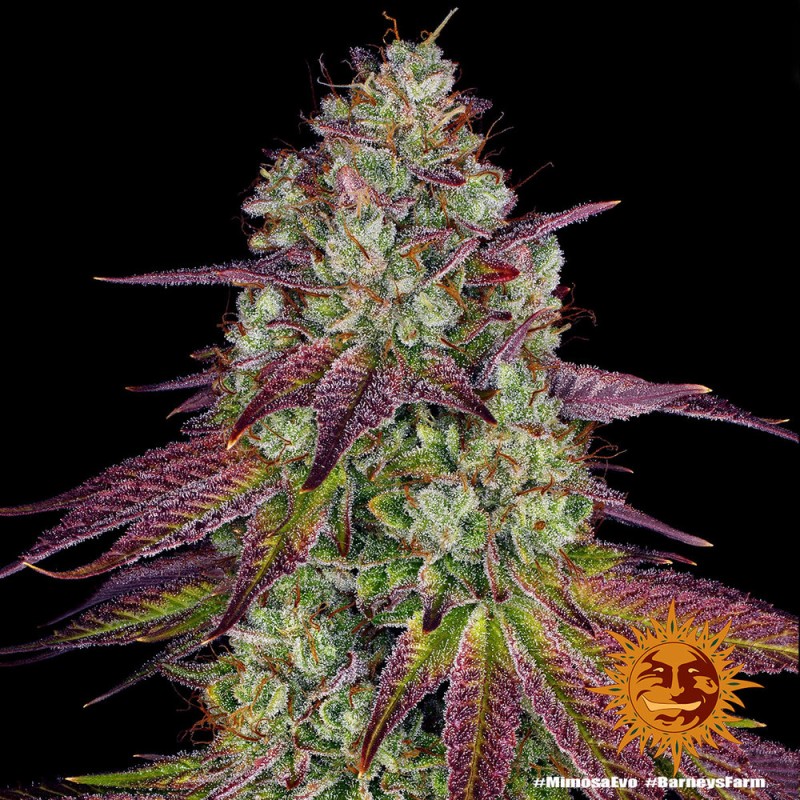 MIMOSA EVO · Barneys Farm  · kaufen cannabis samen · Fem