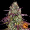 MIMOSA EVO · Barneys Farm · cannabis seeds · Fem