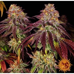 MIMOSA X ORANGE PUNCH AUTO · Barneys Farm · cannabis seeds · AutoFem