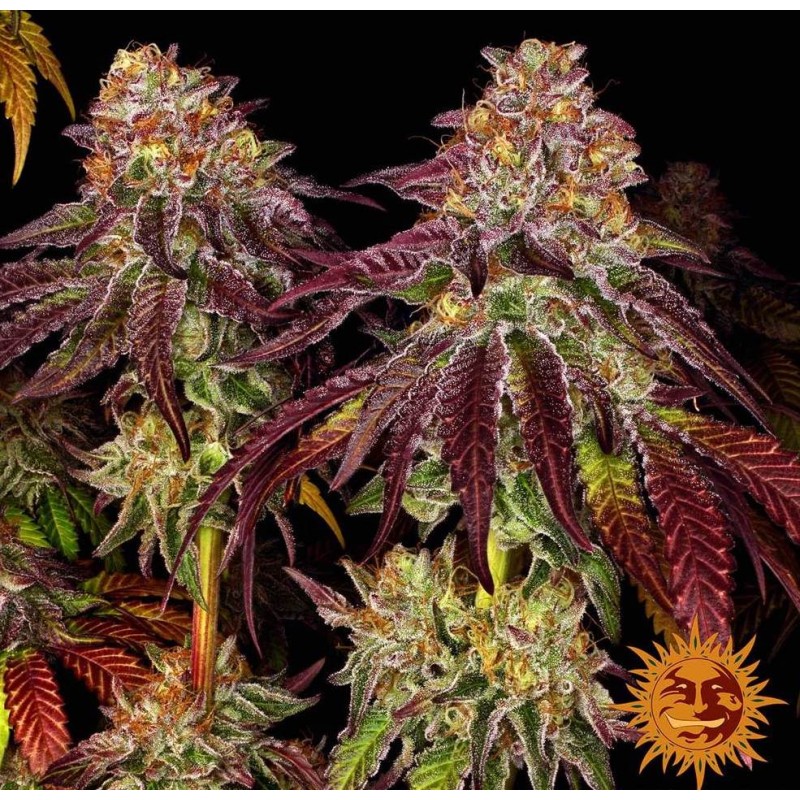 MIMOSA X ORANGE PUNCH AUTO · Barneys Farm · semi di canapa · AutoFem