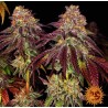 MIMOSA X ORANGE PUNCH AUTO · Barneys Farm · cannabis seeds · AutoFem