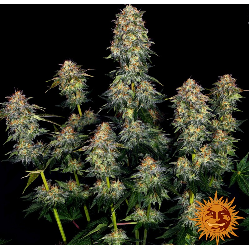 MOBY DICK AUTO · Barneys Farm · semi di canapa · AutoFem