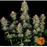 MOBY DICK AUTO · Barneys Farm · semi di canapa · AutoFem
