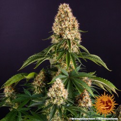 ORANGE SHERBERT · Barneys Farm · kaufen cannabis samen  · Fem