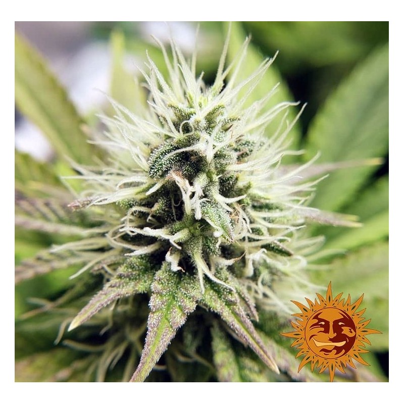 PINEAPPLE CHUNK · Barneys Farm · semi di canapa · Fem