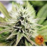 PINEAPPLE CHUNK · Barneys Farm · semi di canapa · Fem