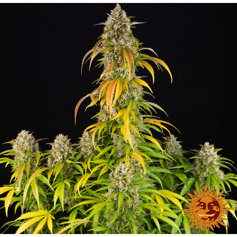 PINEAPPLE EXPRESS AUTO · Barneys Farm · semi di canapa · AutoFem