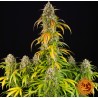 PINEAPPLE EXPRESS AUTO · Barneys Farm · semi di canapa · AutoFem