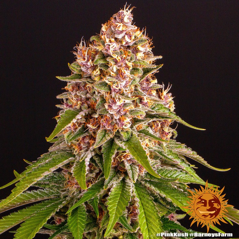 PINK KUSH · Barneys Farm · cannabis seeds · Fem