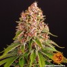 PINK KUSH · Barneys Farm · kenevir tohum · Disi · Fem