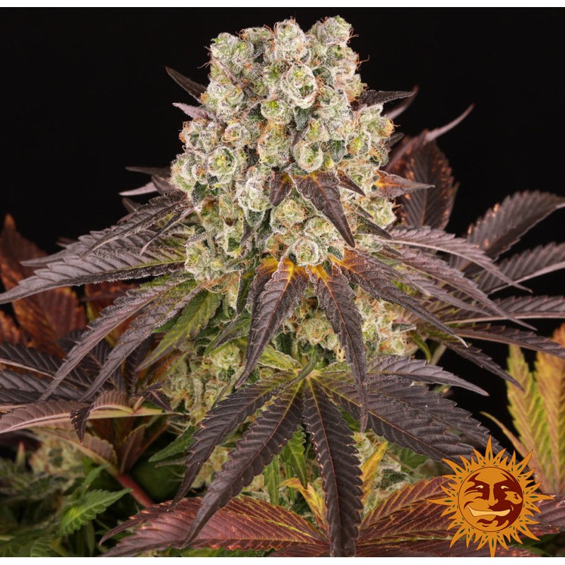 PURPLE PUNCH  X LEMON DRIZZLE · Barneys Farm · kenevir tohum - Disi  · Fem