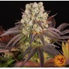 PURPLE PUNCH  X LEMON DRIZZLE · Barneys Farm · sementes de maconha · Fem