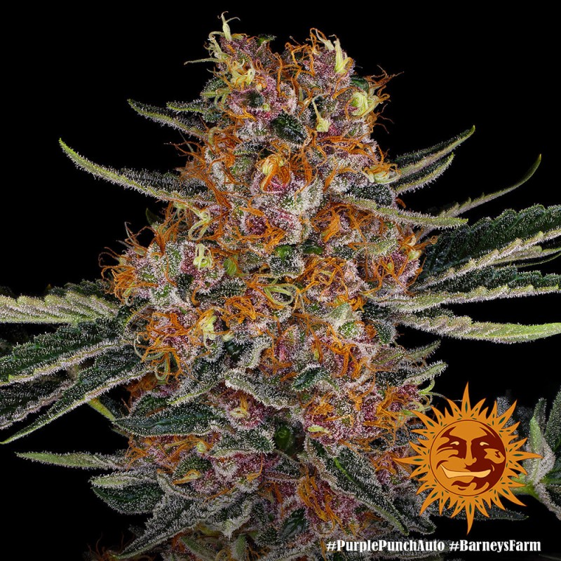 PURPLE PUNCH AUTO · Barneys Farm · semi di canapa  · AutoFem