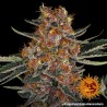 PURPLE PUNCH AUTO · Barneys Farm · cannabis seeds · AutoFem